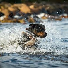 Staffordshire bull terrier Shirley 