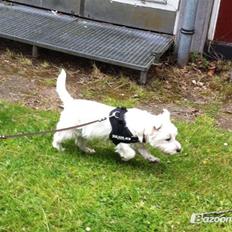 Blanding af racer Dina <3 -Prinsesse hunden-
