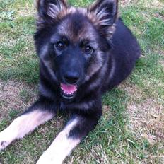 Finsk lapphund Pippi