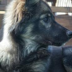 Finsk lapphund Pippi
