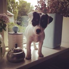 Jack russell terrier carla my