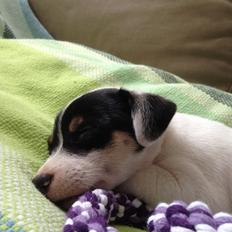 Jack russell terrier carla my