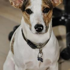 Blanding af racer Max - født Koda