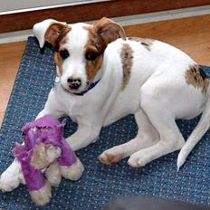 Blanding af racer Max - født Koda