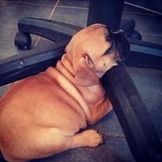 Blanding af racer Charlie