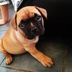 Blanding af racer Charlie