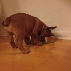 Blanding af racer Charlie