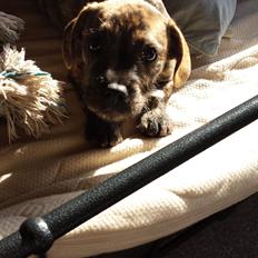 Blanding af racer Lille Roko