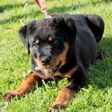 Rottweiler Yankee von der Alten Welt *Død*