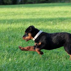 Rottweiler Yankee von der Alten Welt *Død*