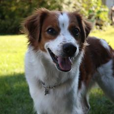 Kromfohrländer Attila ( Alabadosters Aladdin )