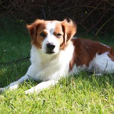 Kromfohrländer Attila ( Alabadosters Aladdin )