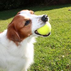 Kromfohrländer Attila ( Alabadosters Aladdin )