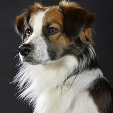 Kromfohrländer Caius vom glatten Kiesel