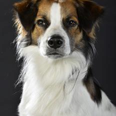 Kromfohrländer Caius vom glatten Kiesel