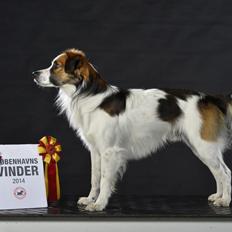 Kromfohrländer Caius vom glatten Kiesel