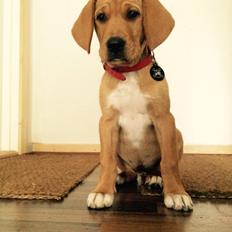 Blanding af racer Sascha