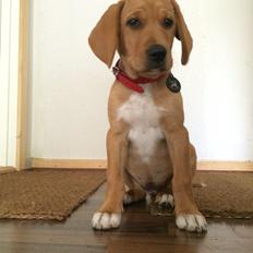 Blanding af racer Sascha