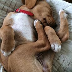 Blanding af racer Sascha