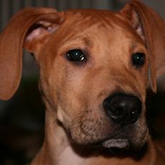 Blanding af racer CÆSAR