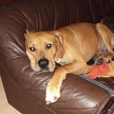 Blanding af racer CÆSAR