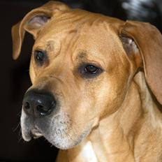 Blanding af racer CÆSAR