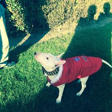 Bullterrier Ronja (Snow-princess)