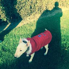 Bullterrier Ronja (Snow-princess)