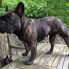Fransk bulldog *Babette*