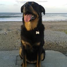 Blanding af racer Shiva