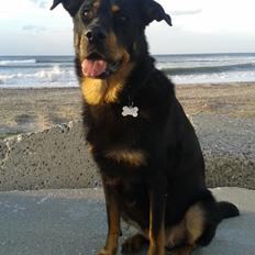 Blanding af racer Shiva