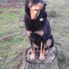 Blanding af racer Shiva