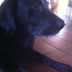 Labrador retriever Sif