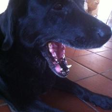 Labrador retriever Sif