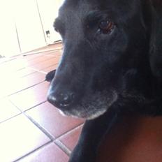 Labrador retriever Sif