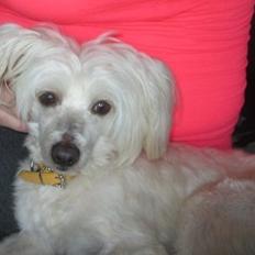 Chinese crested powder puff Bumle