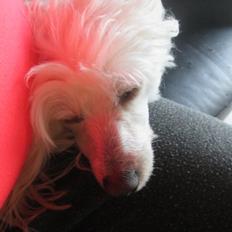 Chinese crested powder puff Bumle