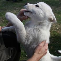 Blanding af racer Cuba, Malamute / hvid schæfer / Samojedhund