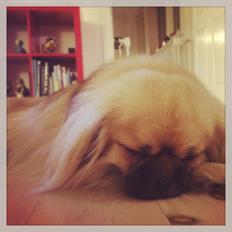 Tibetansk spaniel Sommerlyst´s Popo Jinpa