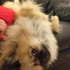 Tibetansk spaniel Sommerlyst´s Popo Jinpa