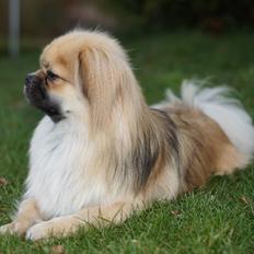 Tibetansk spaniel Sommerlyst´s Popo Jinpa