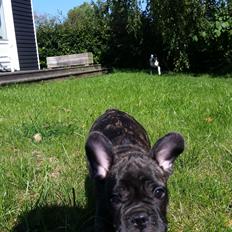 Fransk bulldog bailey