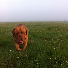 Dogue de bordeaux Den Røde Løber Aime's Houtch alias Titus