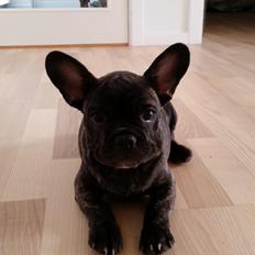 Fransk bulldog bailey