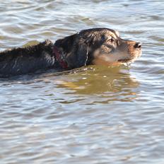 Blanding af racer Tøsen