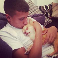 Chihuahua Fluffy Cute As A Teddy Bear /zako/