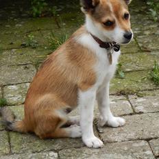Norsk lundehund Ulfrigga Lundes Trude