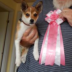 Norsk lundehund Ulfrigga Lundes Trude
