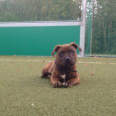 Staffordshire bull terrier Enodden's Dom Perignon Aka Bobby