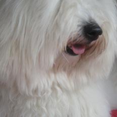 Coton de tulear Janus